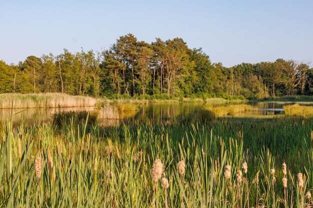 11-Year-Old Creates Unique Stories for Marsh Trees