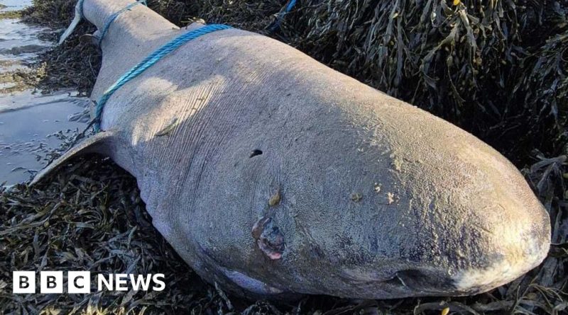 A Greenland shark discovery on an Irish beach, with observers nearby.