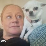 Volunteers at an animal sanctuary working together for animal care.