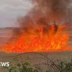 Conservationists discussing the bird nesting site fire impact in a natural setting.