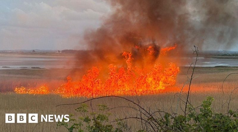 Conservationists discussing the bird nesting site fire impact in a natural setting.