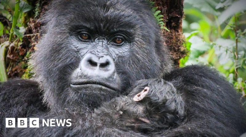 Attenborough gorilla encounter with a documentary crew in a forest.