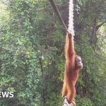 An orangutan crossing a bridge, symbolizing wildlife connection.