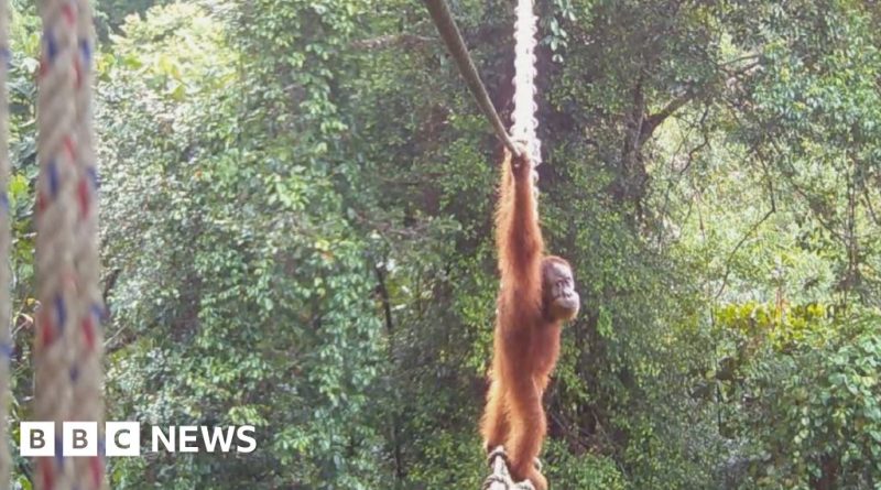 An orangutan crossing a bridge, symbolizing wildlife connection.
