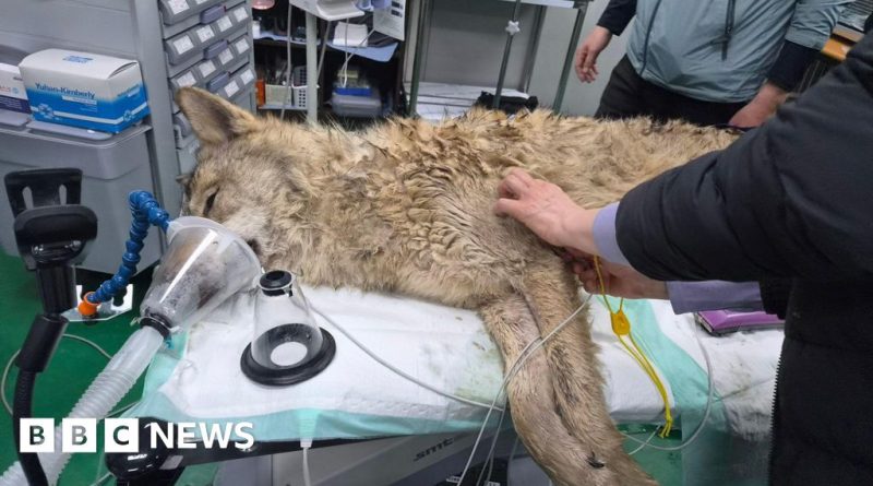 Wildlife officials working together during the South Korea wolf capture.