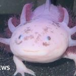 People in business attire caring for axolotls in an aquarium.
