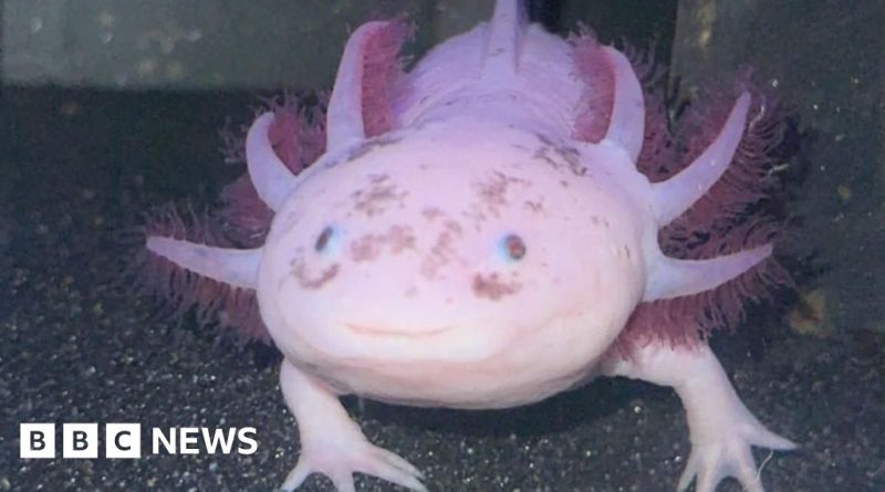 People in business attire caring for axolotls in an aquarium.