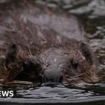 Professionals discussing beaver reintroduction in a natural setting.
