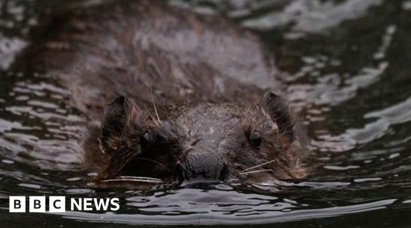 Professionals discussing beaver reintroduction in a natural setting.