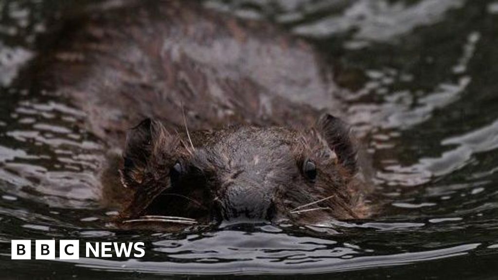 Professionals discussing beaver reintroduction in a natural setting.