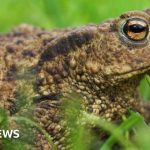 Volunteers help toads cross a road to ensure their safety.