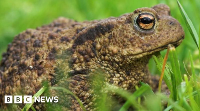 Volunteers help toads cross a road to ensure their safety.