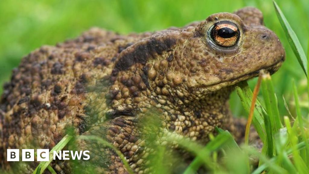 Volunteers help toads cross a road to ensure their safety.