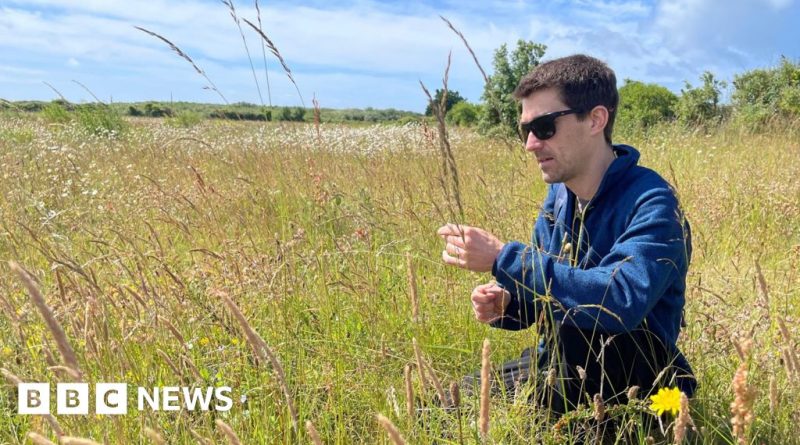 Conservationists in Wales focus on native plant conservation efforts.
