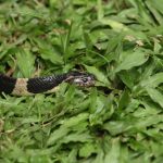 A thrilling snake safari in Hong Kong, showcasing bamboo vipers and many-banded kraits in their natural habitat.