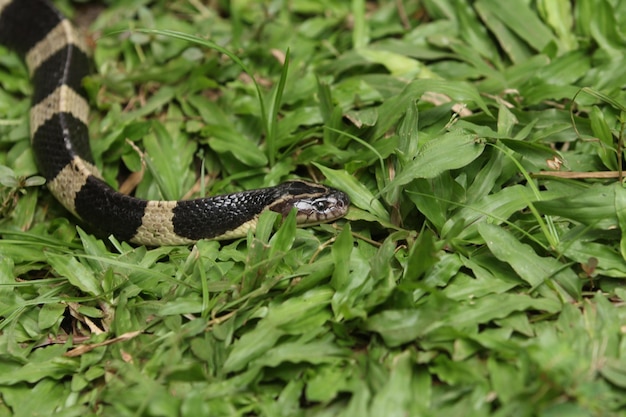 A thrilling snake safari in Hong Kong, showcasing bamboo vipers and many-banded kraits in their natural habitat.