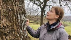 Volunteers working on rare rainforest conservation in Cumbria.