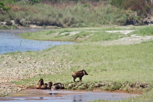 Discussion about beaver reintroduction in a natural rural setting.
