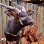 Conservationists examining endangered mountain bongos in a Kenyan forest.