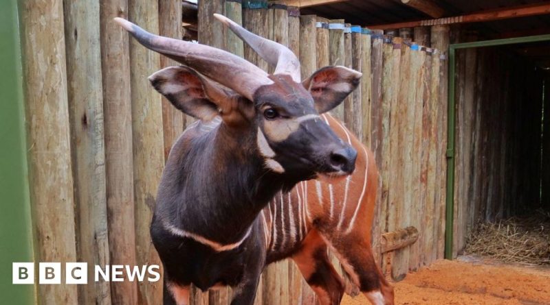 Conservationists examining endangered mountain bongos in a Kenyan forest.