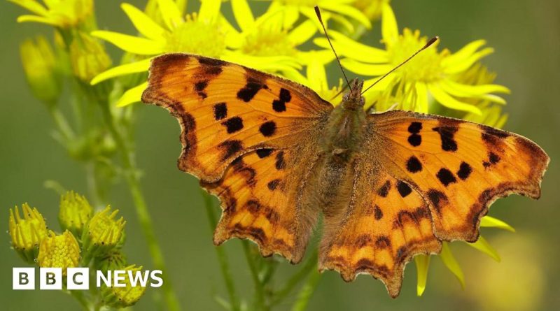 Professionals studying thriving butterfly species in a natural setting.