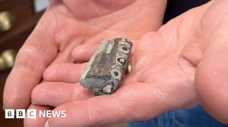 Tourists on a guided fossil walk find an ancient sea crocodile jawbone.