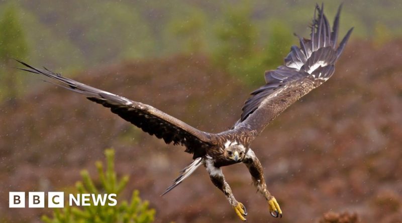 People observing the English countryside, anticipating the golden eagles return.