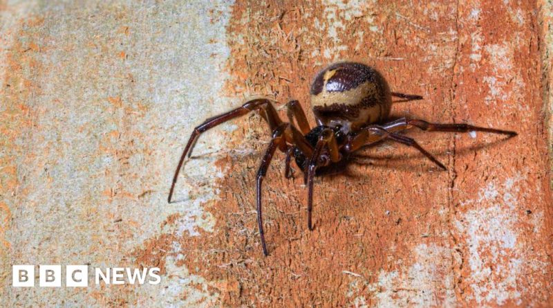 A group studying noble false widow spider bites in a garden.