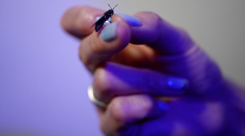 Underground insect farm recycling food waste into sustainable animal feed.