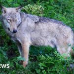 Wildlife experts investigate wolves found dead in Italy's national park.