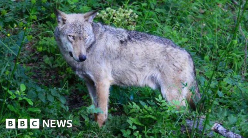 Wildlife experts investigate wolves found dead in Italy's national park.