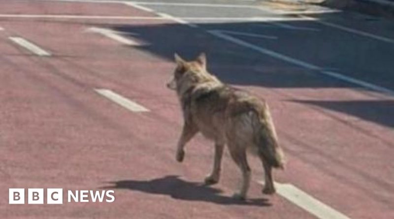 Police officers searching a park for a runaway wolf, highlighting concerns about misinformation.