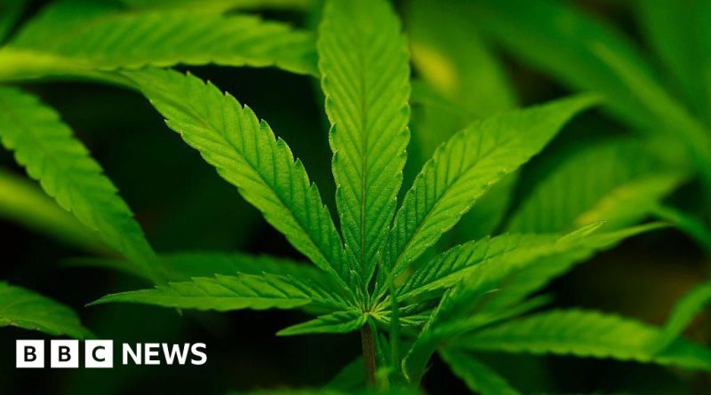 Professionals discussing marijuana reclassification in a bright office.