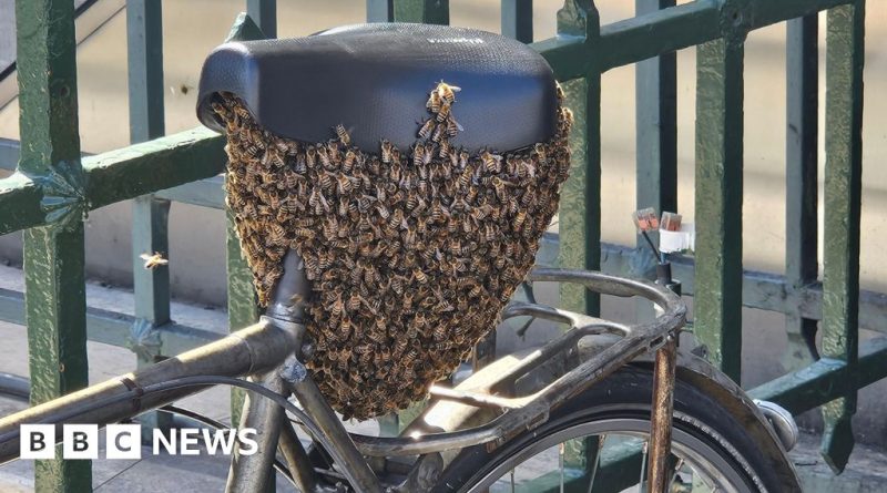 A bee swarm on a bike near the Louvre in Paris, showcasing a unique urban nature event.