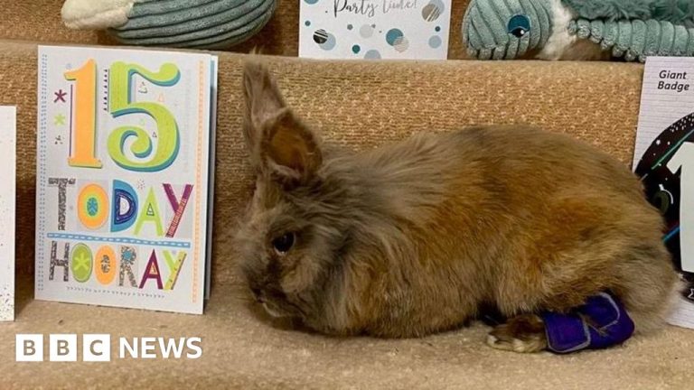 A lionhead rabbit, the oldest rabbit, enjoys a cozy home with vegetables.