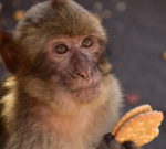 Monkeys eat soil to help their stomachs after junk food consumption.