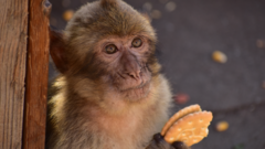 Monkeys eat soil to help their stomachs after junk food consumption.