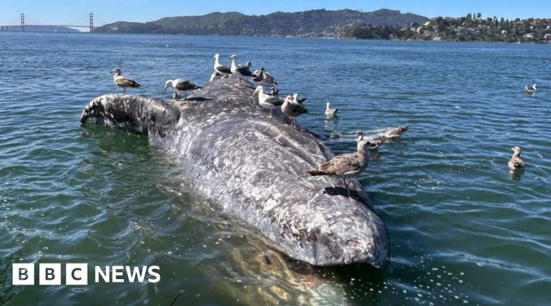 Scientists studying gray whale deaths in a marine research setting.