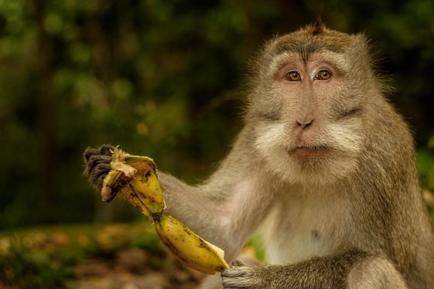 New DNA Project Aims to Protect Rare Monkeys