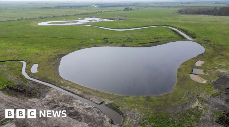 A new wetland attracting wildlife, including birds and plants.