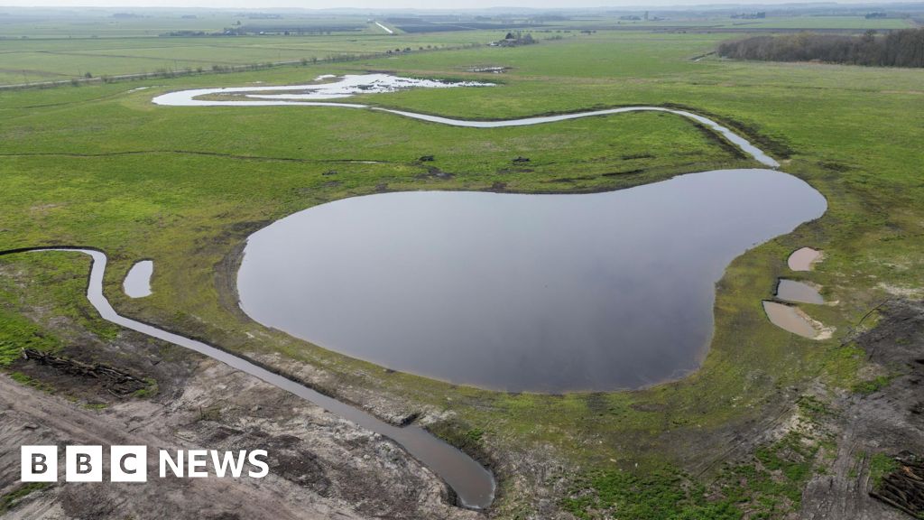 A new wetland attracting wildlife, including birds and plants.