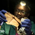 Bat conservation workshop in Nigeria led by dedicated ecologists.