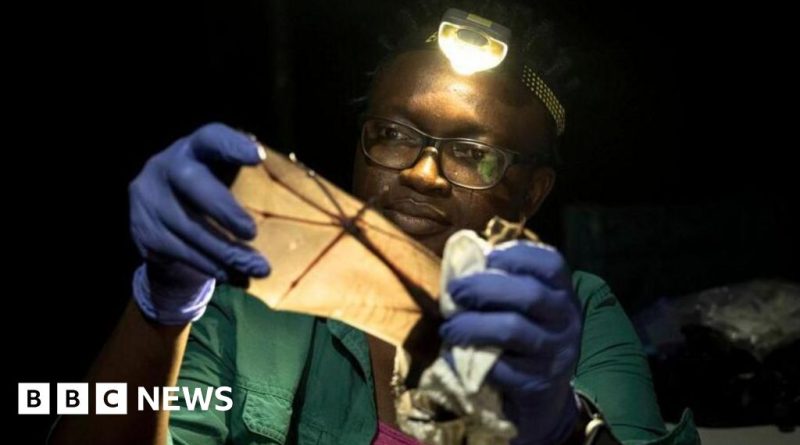 Bat conservation workshop in Nigeria led by dedicated ecologists.