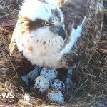 Osprey CJ7 on her nest with four eggs in a natural setting.