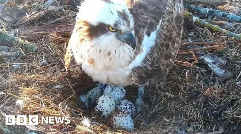 Osprey CJ7 on her nest with four eggs in a natural setting.