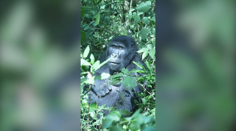 Guides and tourists observing mountain gorillas in Uganda's forest.