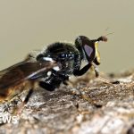 Conservationists working in the field to protect pine hoverflies.