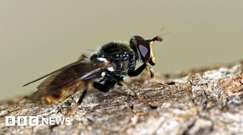 Conservationists working in the field to protect pine hoverflies.