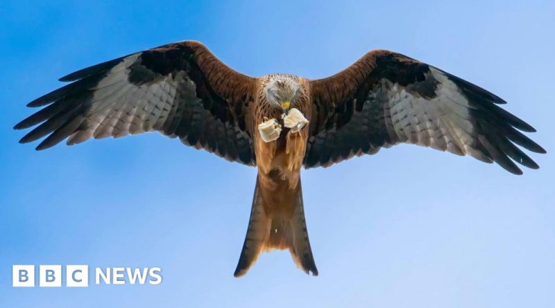A red kite steals sausage rolls during a family picnic in Banbury.