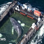 A rescued whale being transported in a barge by marine biologists during the rescue operation.
